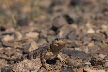 bs2a5612 tuva toad headed agama gobi mongolia