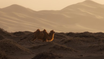 996a9883 khongorynels dunes gobi mongolia