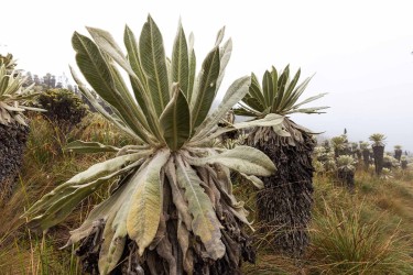 996a2829 paramo del angel ecuador