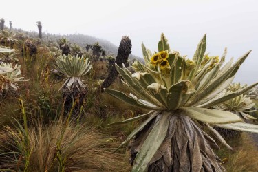 996a2832 paramo del angel ecuador