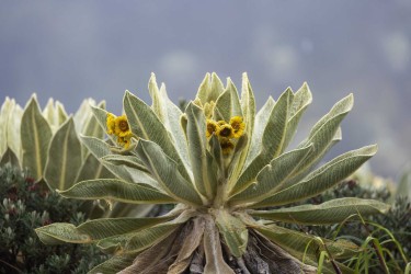 996a2837 paramo del angel ecuador