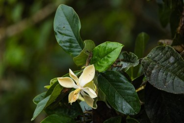 bs2a5937 mindo cloud forest ecuador