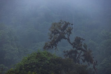 bs2a5945 mindo cloud forest ecuador