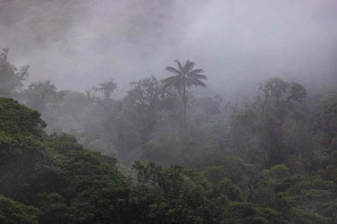 bs2a5964 mindo cloud forest ecuador