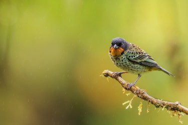 996a0167 rufous throated tanager choco rain fores ecuador