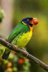 996a0259 orange breasted fruiteater choco rainforest ecuador