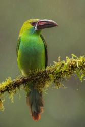 996a0268 crimson rumped toucanet choco rainforest ecuador