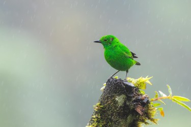 996a0280 glistening green tanager choco rainforest ecuador