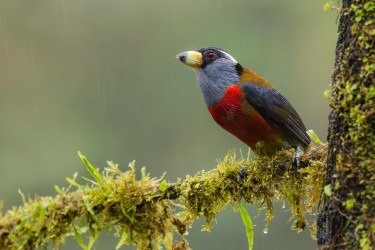 996a0360 toucan barbet choco rainforest ecuador