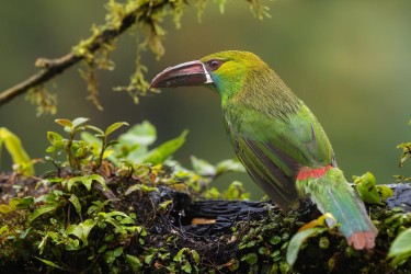 996a0364 crimson rumped toucanet choco rainforest ecuador