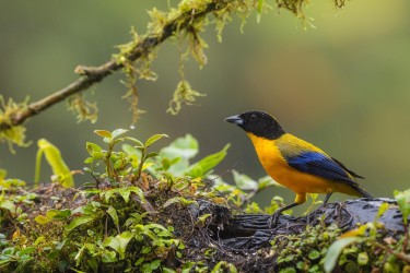 996a0378 black chinned mountain tanager choco rainforest ecuador