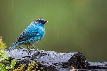 996a0393 golden naped tanager choco rainforest ecuador