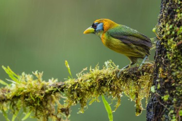 996a0401 red headed barbet choco rainforest ecuador