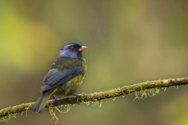 996a0463 moss backed tanager choco rainforest ecuador