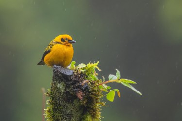 996a0483 golden tanager choco rainforest ecuador