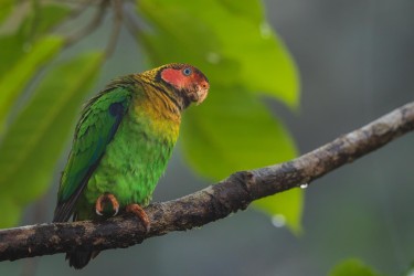 996a0498 rose faced parrot choco rainforest ecuador