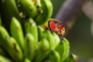 996a0580 rose faced parrot choco rainforest ecuador