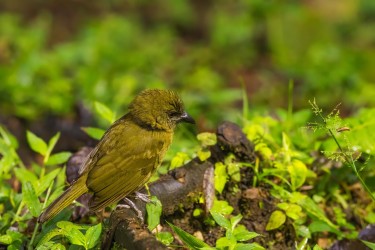 996a0609 ochre rumped tanager choco rainforest ecuador