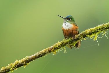 996a0631 violet tailed sylph female  choco rainforest ecuador