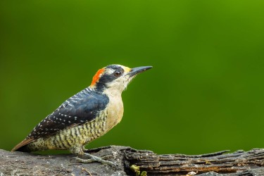 996a0660 black chinned woodpecker choco rainforest ecuador