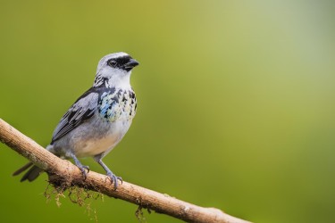 996a0680 grey and gold tanager choco rainforest ecuador