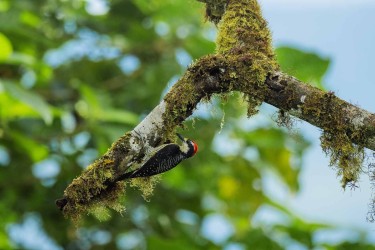 996a0699 black chinned woodpecker choco rainforest ecuador