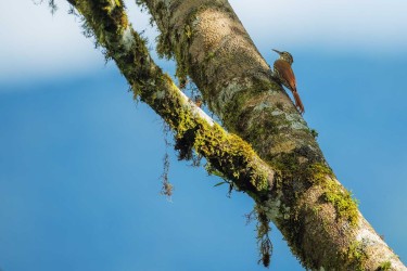 996a0704 streak headed woodcreeper choco rainforest ecuador