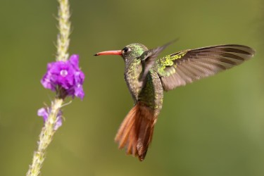 996a0705 rufous tailed hummingbird choco rainforest ecuador31