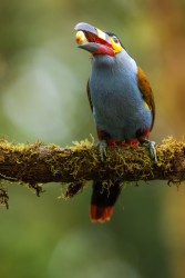 996a0928 plate billed mountain toucan mindo cloud forest ecuador