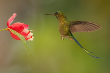 996a1604 violet tailed sylph mindo cloud forest ecuador