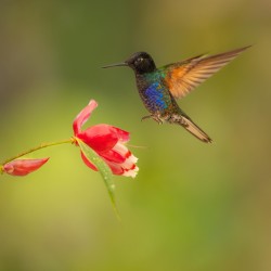 996a2223 violet purple coronet mindo cloud forest ecuador