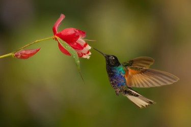 996a2489 violet purple coronet mindo cloud forest ecuador