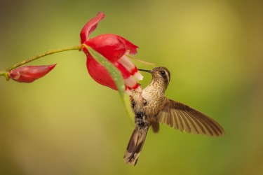 996a2627 speckled hummingbird mindo cloud forest ecuador