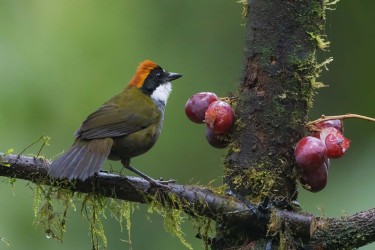 996a2800 chestnut capped brushfinch mindo cloud forest ecuador