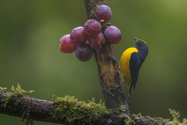 996a2805 orange bellied euphonia mindo cloud forest ecuador