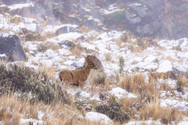 996a2878 andean deer cayambe ecuador