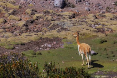 996a3390 vicuna paramo chimborazo ecuador