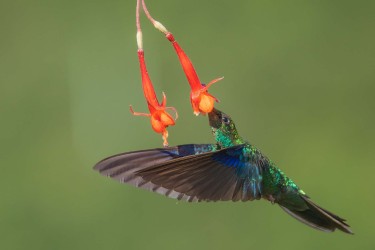 996a3758 great sapphirewing mindo cloud forest ecuador