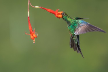 996a3764 great sapphirewing mindo cloud forest ecuador