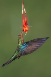 996a3852 great sapphirewing mindo cloud forest ecuador