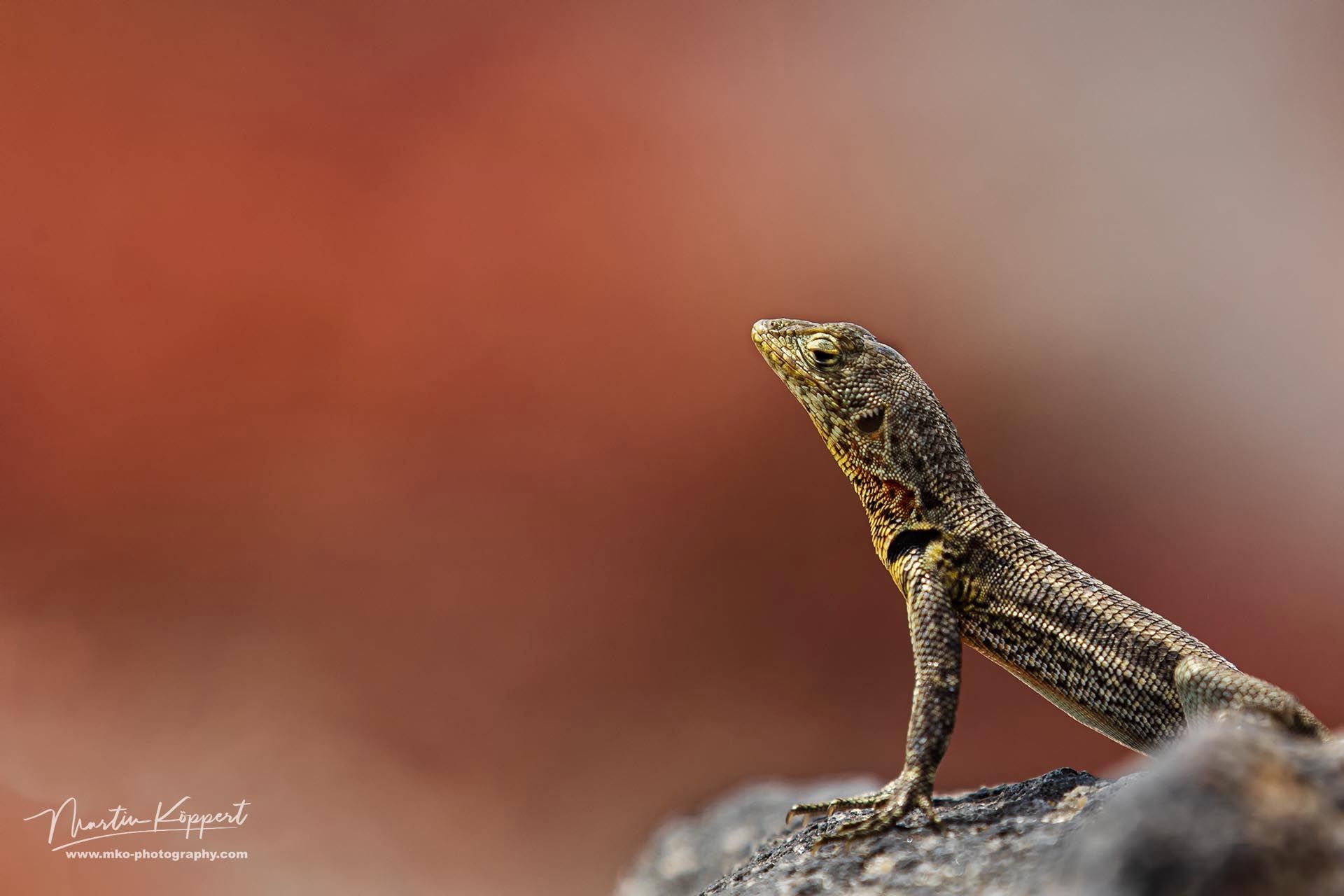 Santa_Cruz-Lava-Lizard_male_Isla_Mosquera_Galapagos