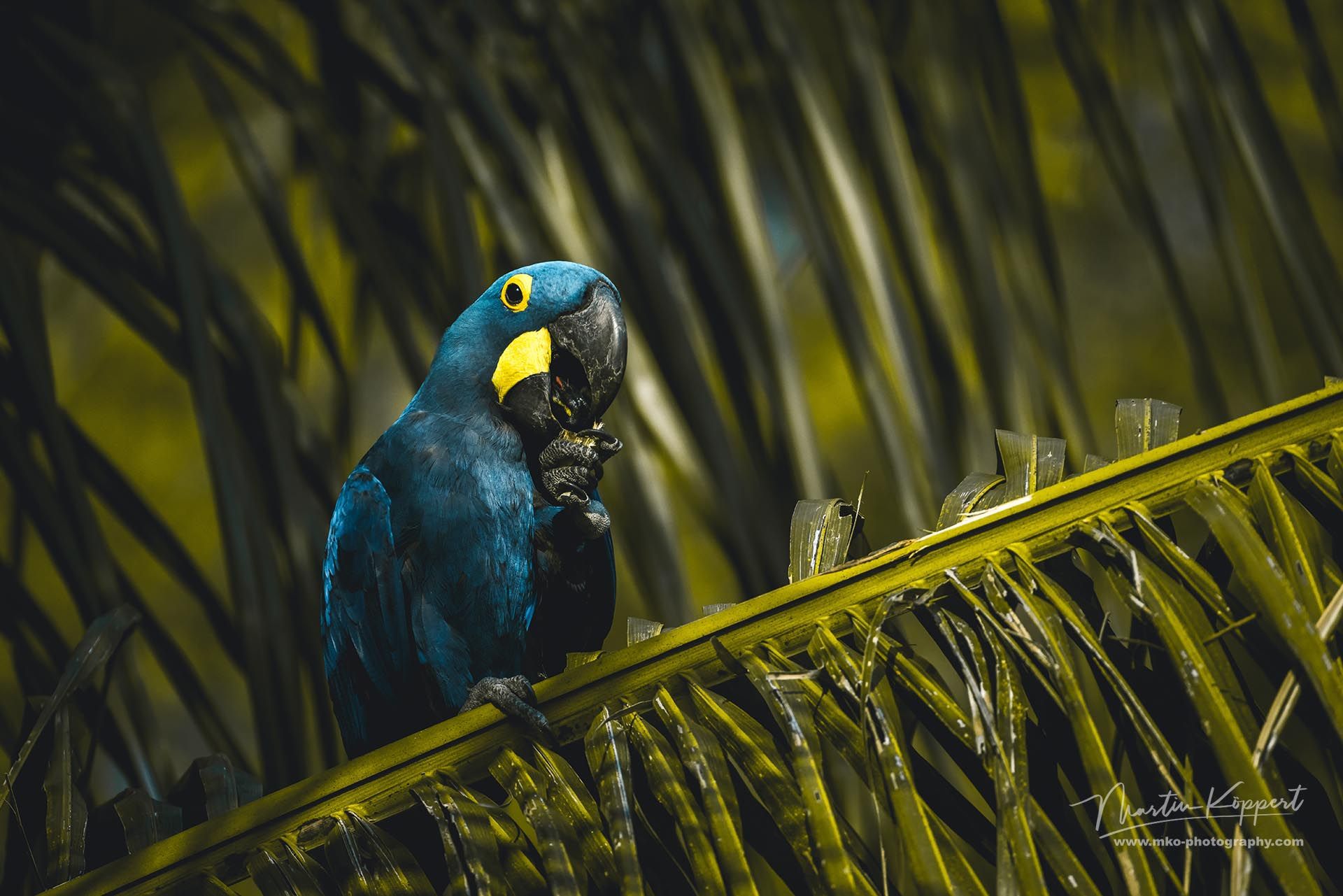 Hyacinth_Macaws_PJ_Pantanal_Brazil