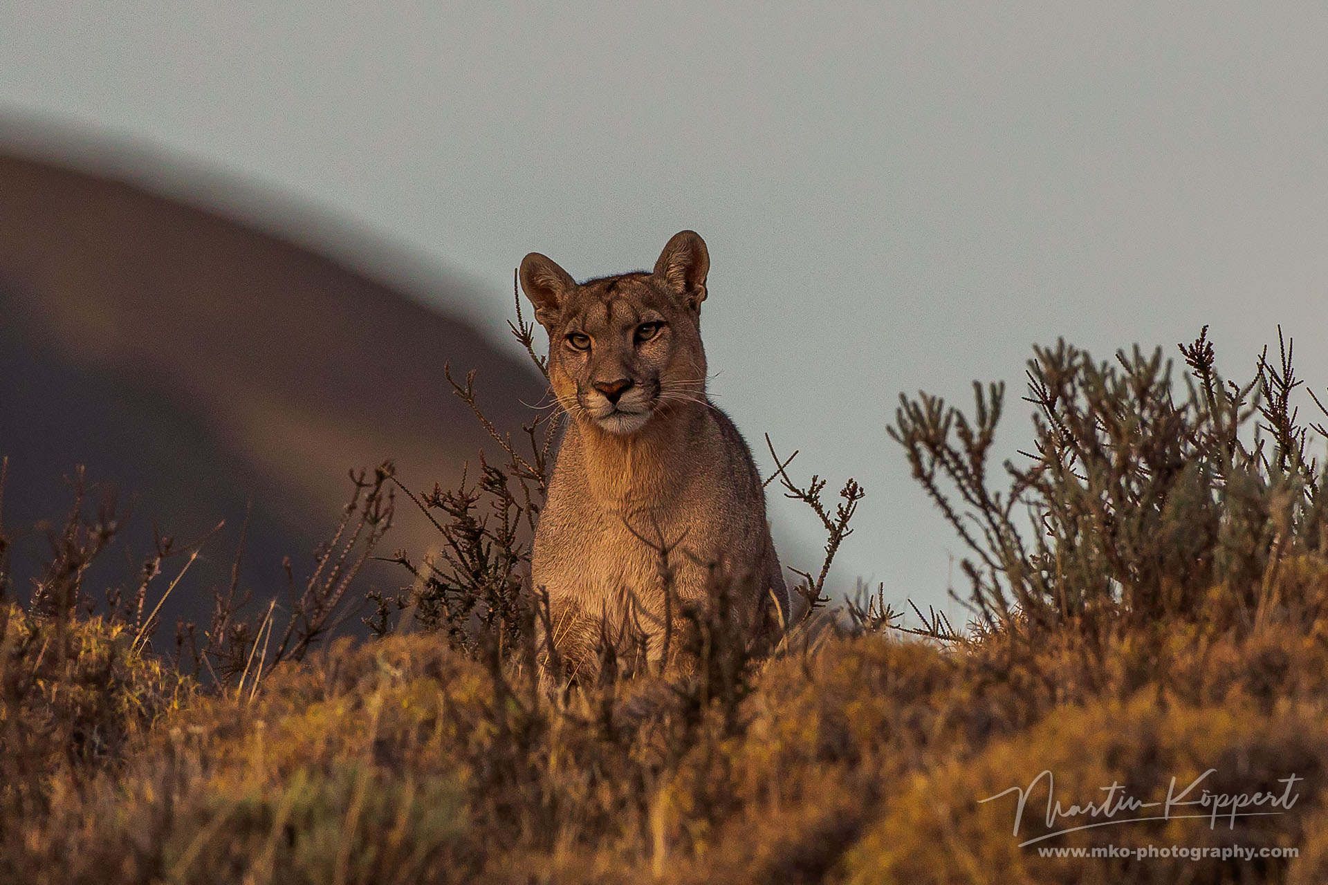 Puma Petaca Torre Del Paine Patgonia Southern Chile