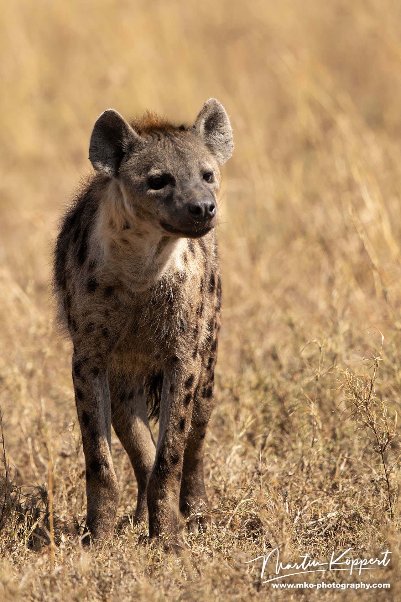 Spotted Hyena Serengeti North Tanzania