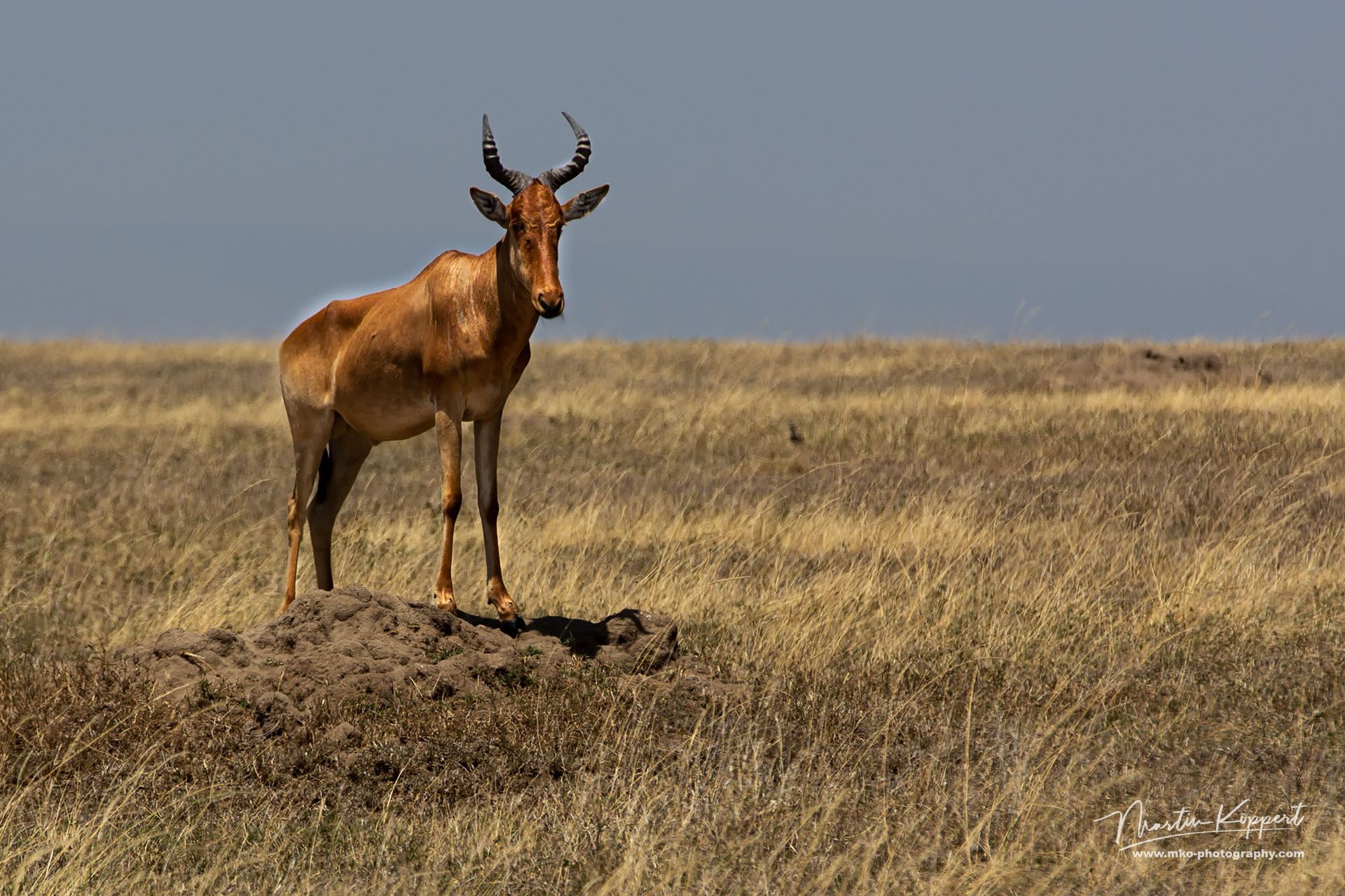 Jackson Hartbeest Serengeti North Tanzania