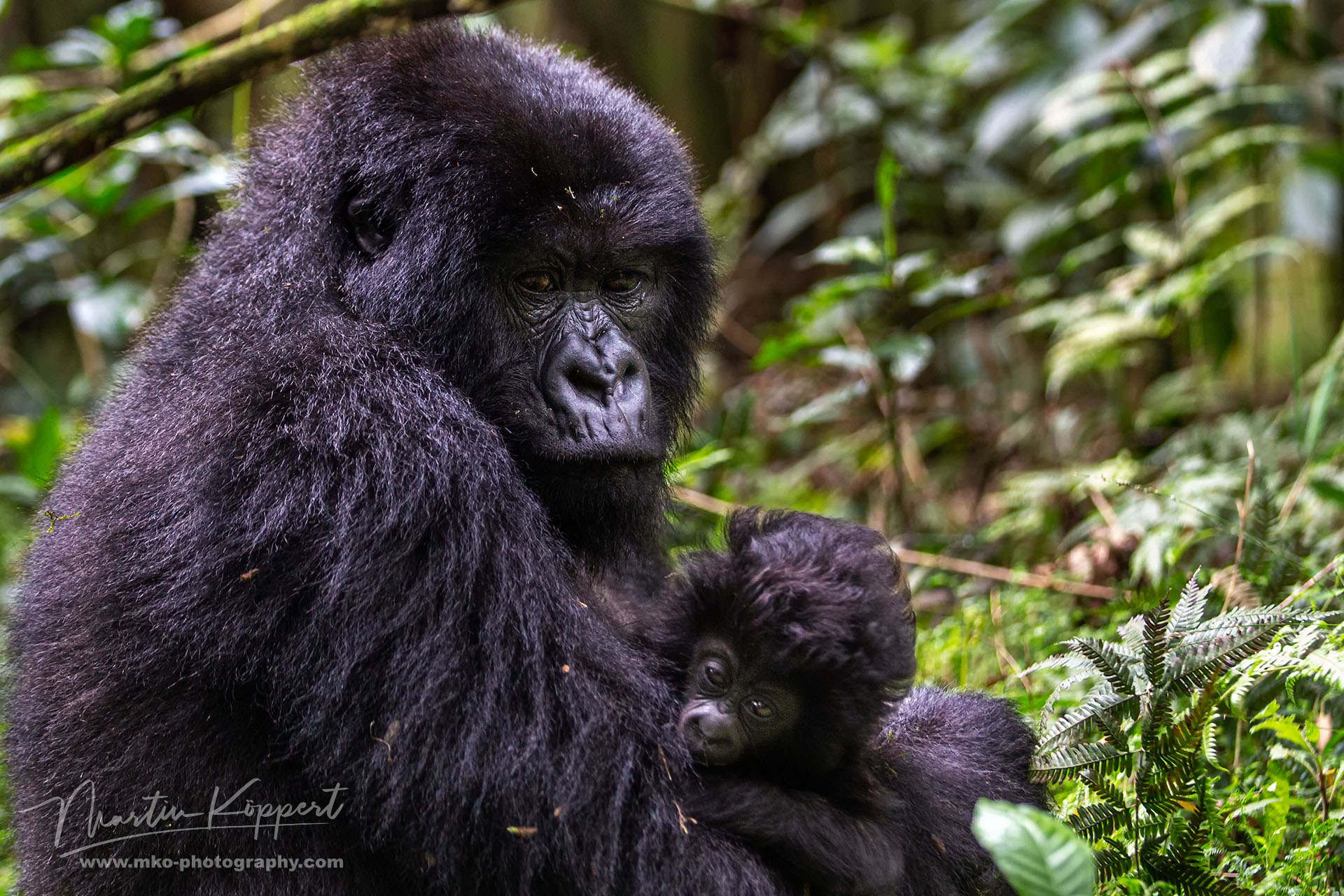 Gorillas Virunga NP Rwanda