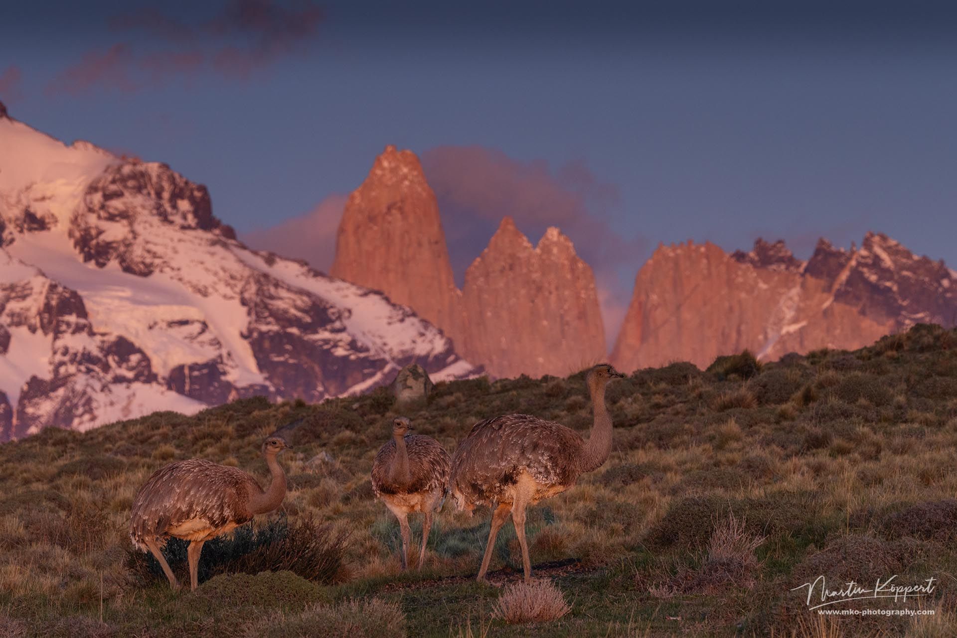 Greater_Rhea_Torres_del_Paine_Patagonia_Chile