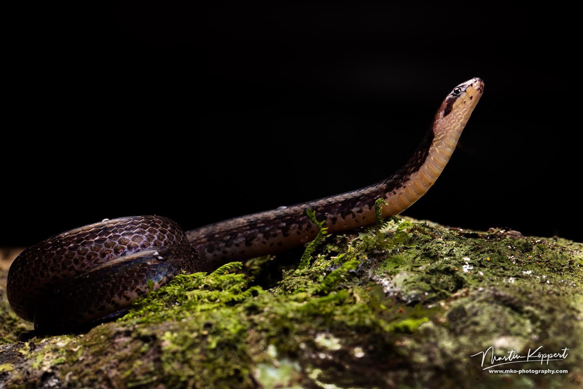 Iridescent Ground Snake - Choco Ecuador