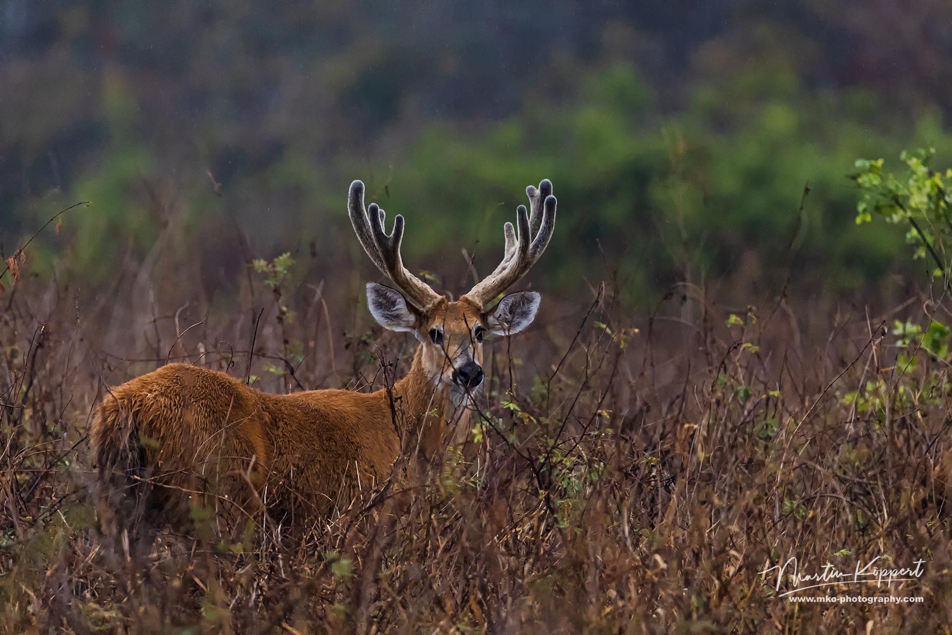 Marsh Deer PA Pantanal Brazil