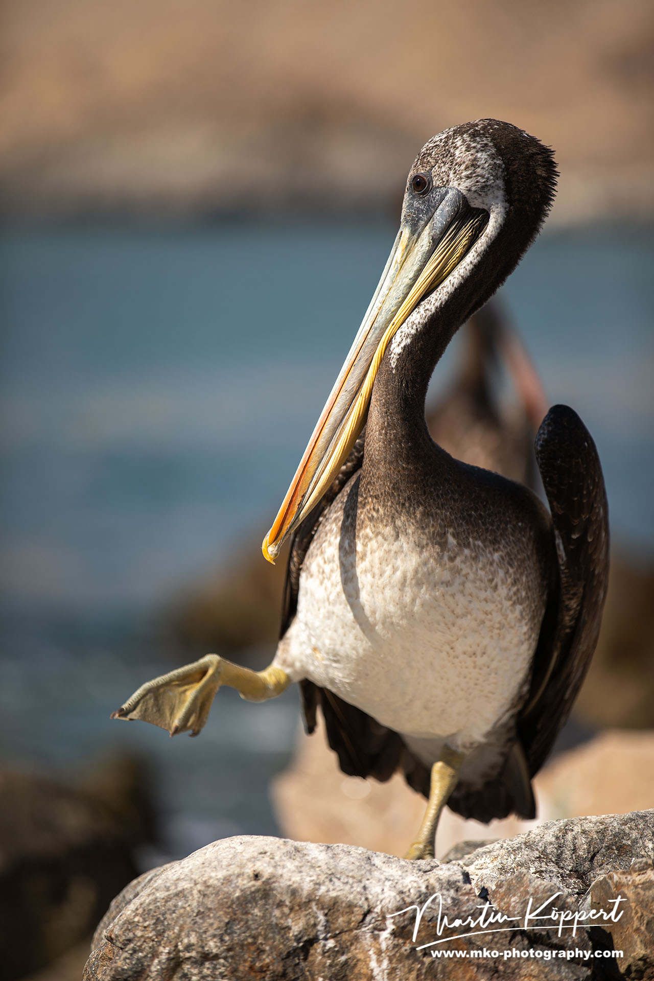 Pelican Pan De Azucar Desierto De Atacama Chile